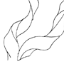 antelope antlers