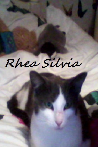 Rhea Silvia, my cat ~ This here is my kitty cat, Rhea Silvia! 