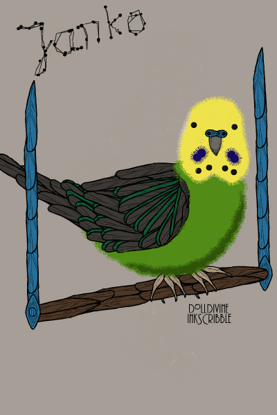 Janko, one of my budgeries ~ #animals #birds #parrots #hiddendoll